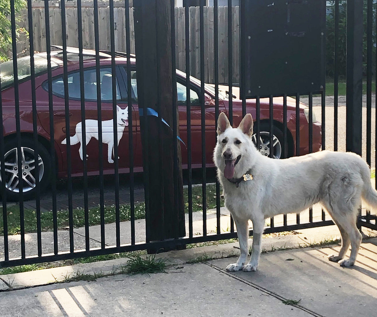 A white dog stands behind a black metal fence, with a red car featuring a Cover-Alls Custom Pet Drawing parked in the background.