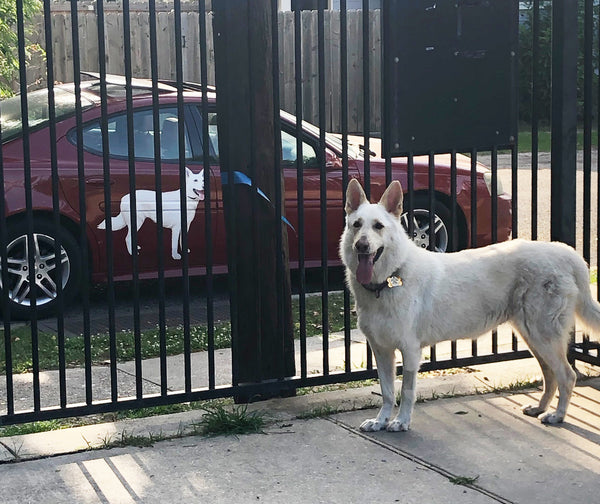 A white dog stands behind a black metal fence, with a red car featuring a Cover-Alls Custom Pet Drawing parked in the background.
