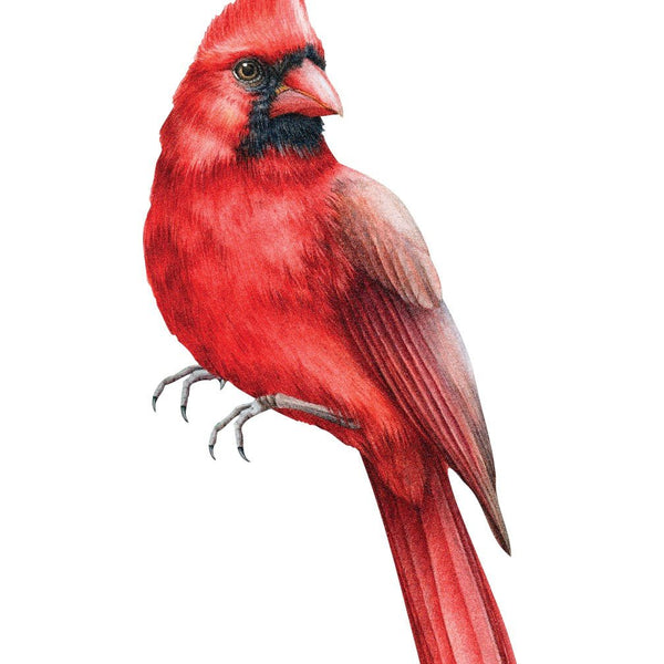 A detailed illustration of a red cardinal bird, a spirit symbol, with a prominent crest and sharp beak, perched and facing to the left, isolated on a white background can be found on the Cover-Alls Cardinal Decal.