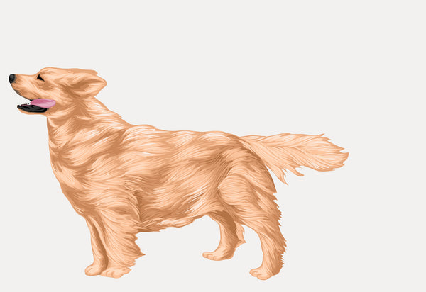 Illustration of a golden retriever standing and looking upward, with its mouth open and tongue out. The dog has a wavy, golden coat of fur. Perfect for a Cover-Alls Custom Pet Drawing or adding to your collection of personalized pet products.