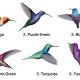 Hummingbird Decals - Cover-Alls Decals
