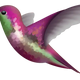 Hummingbird 4