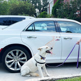 A white dog sits on a leash beside a white car adorned with a Cover-Alls Custom Pet Drawing of the same dog on the door.