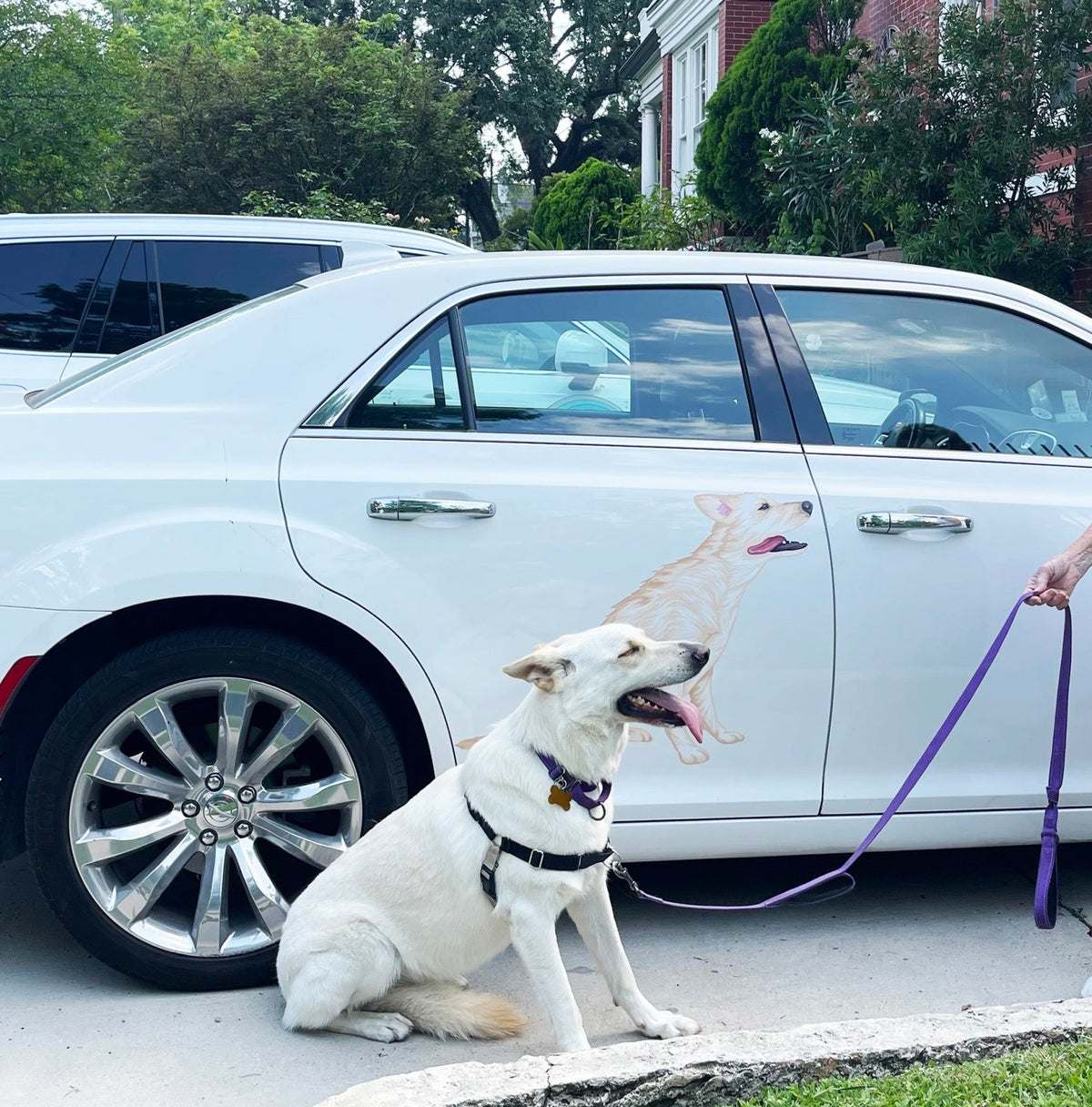 A white dog sits on a leash beside a white car adorned with a Cover-Alls Custom Pet Drawing of the same dog on the door.