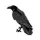 Raven perched