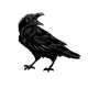 Raven cawing backwards