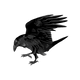Raven landing