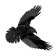 Raven in flight