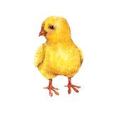 Baby Chick Decals - Cover-Alls Decals