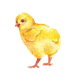 Baby Chick Decals - Cover-Alls Decals
