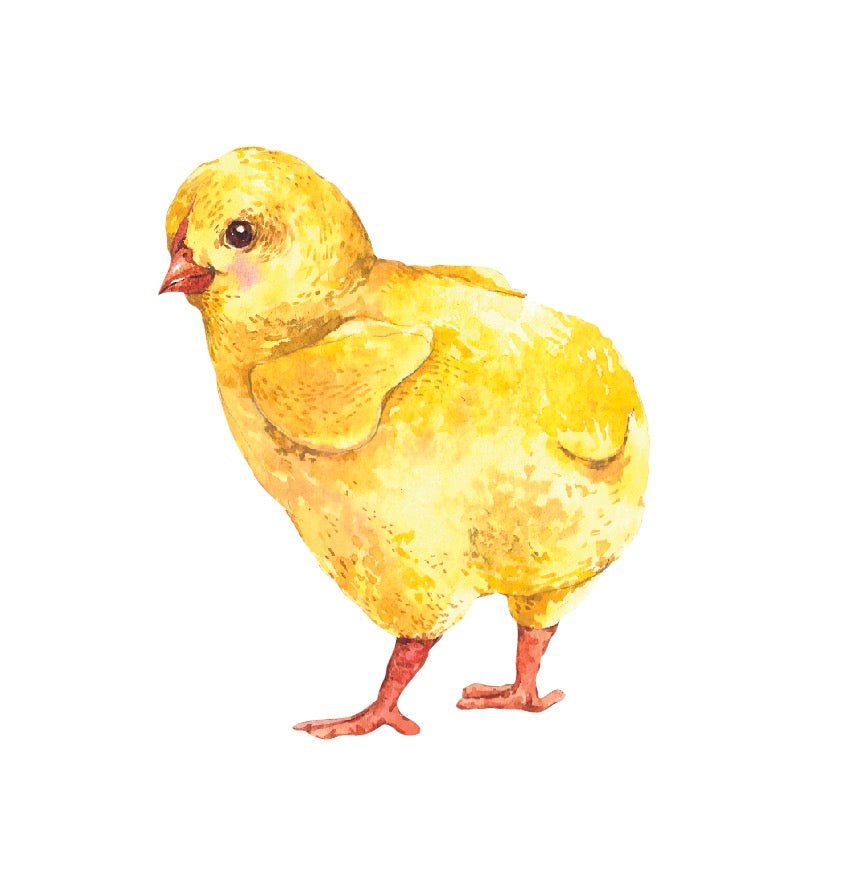Baby Chick Decals - Cover-Alls Decals