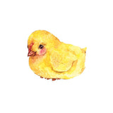 Baby Chick Decals - Cover-Alls Decals