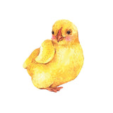 Baby Chick Decals - Cover-Alls Decals