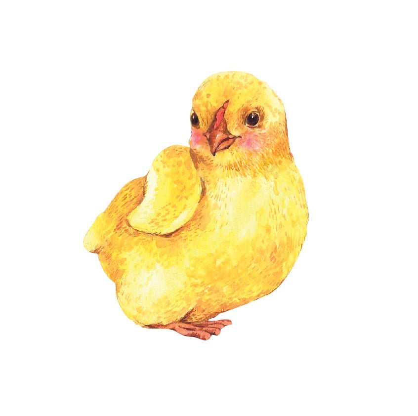 Baby Chick Decals - Cover-Alls Decals
