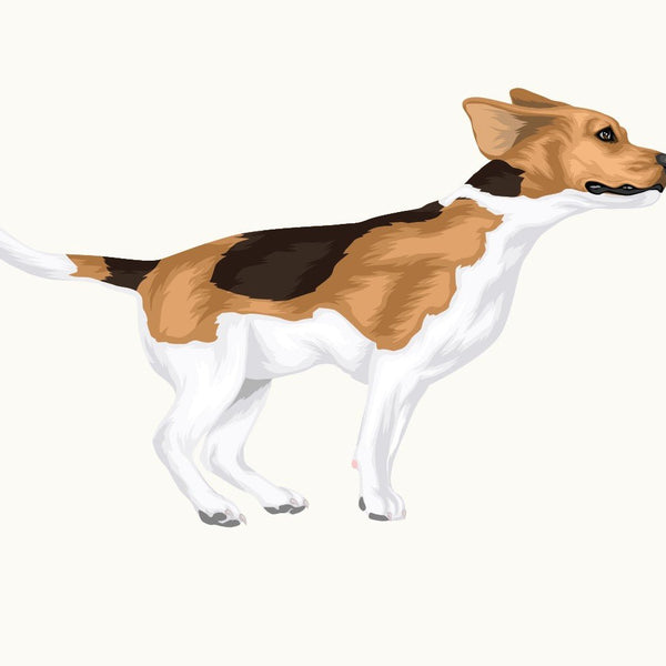 Life-Sized Beagle Decal - Cover-Alls Decals