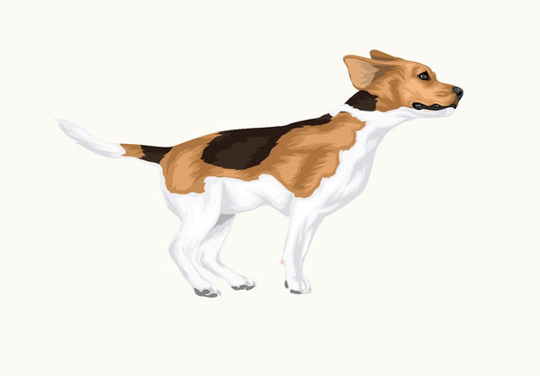 Life-Sized Beagle Decal - Cover-Alls Decals