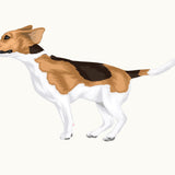 Life-Sized Beagle Decal - Cover-Alls Decals