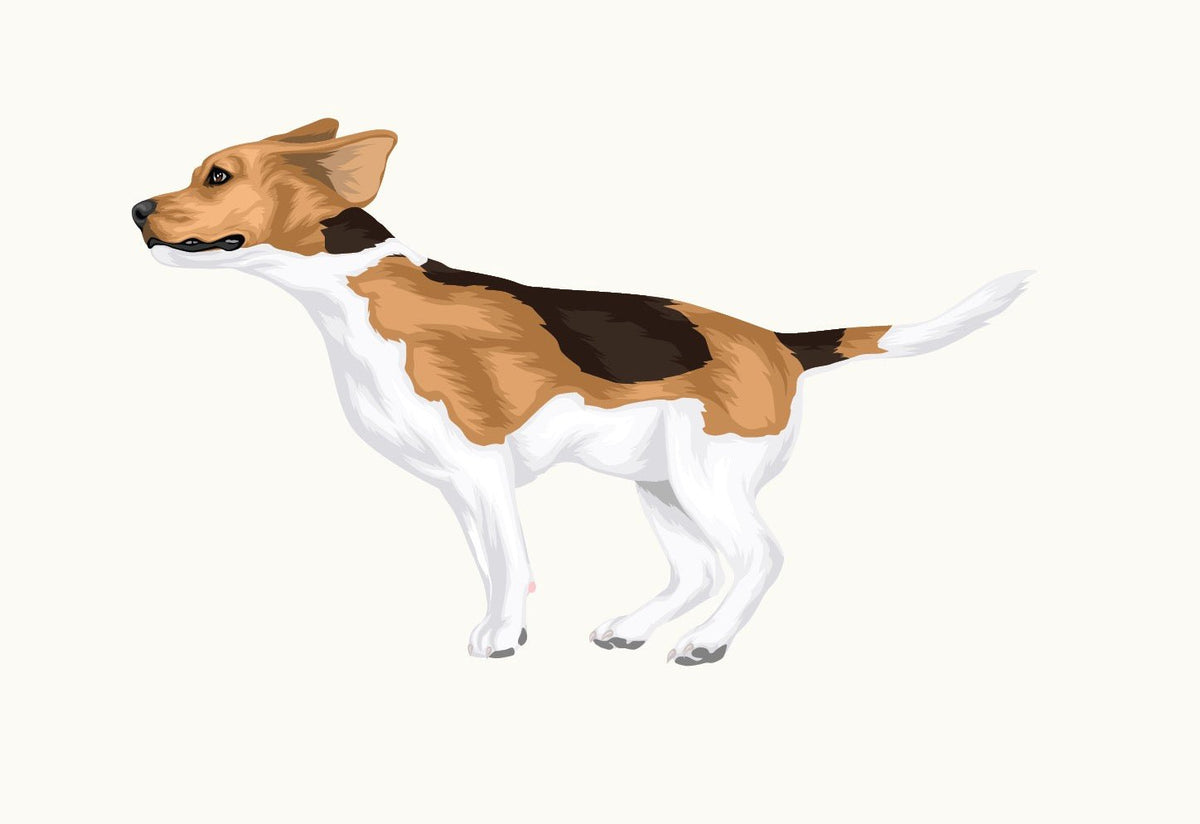 Life-Sized Beagle Decal - Cover-Alls Decals