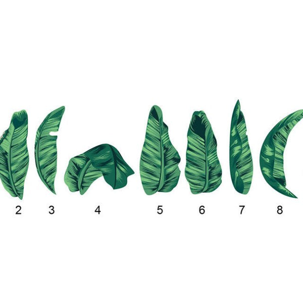 Bird of Paradise Leaf Decals - Cover-Alls Decals