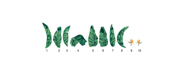 Bird of Paradise Leaf Decals - Cover-Alls Decals