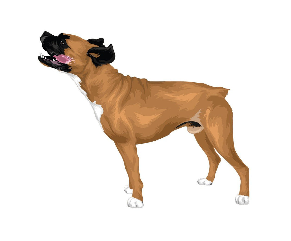 Life-Sized Boxer Decal - Cover-Alls Decals