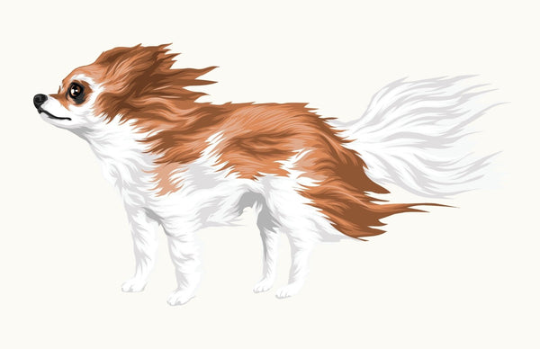 Life-Sized Long Haired Chihuahua Decal - Cover-Alls Decals