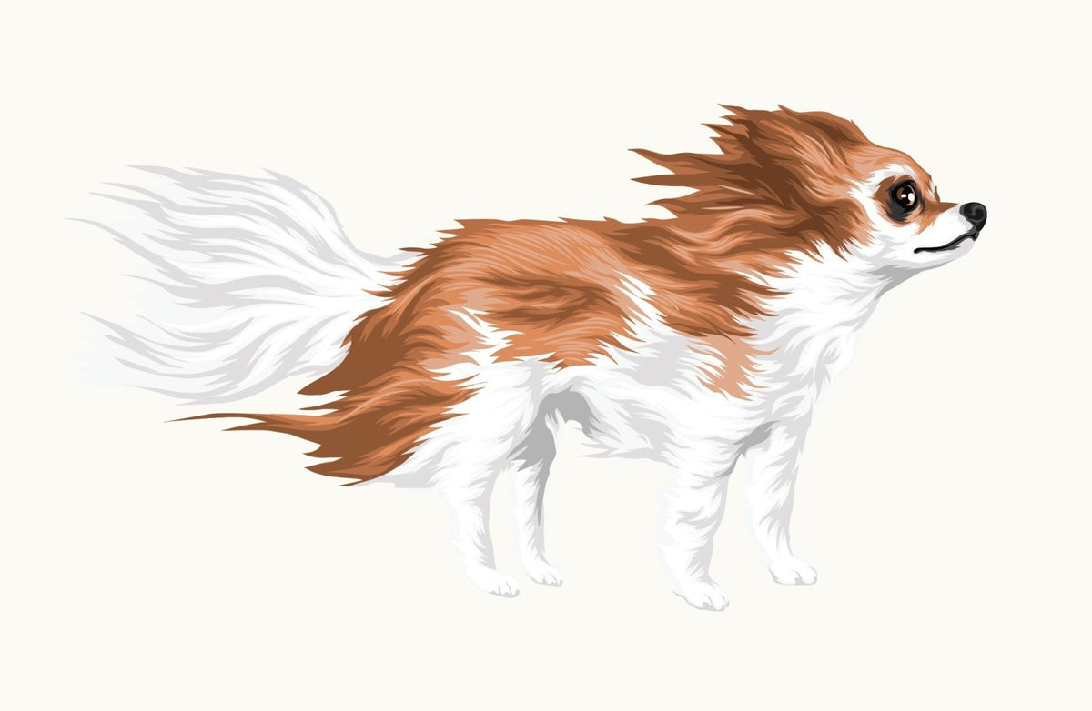 Life-Sized Long Haired Chihuahua Decal - Cover-Alls Decals