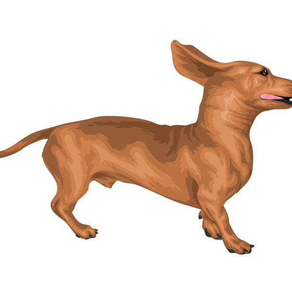 Life-Sized Miniature Dachshund Decal - Cover-Alls Decals