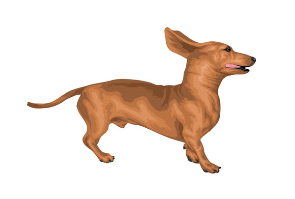 Life-Sized Miniature Dachshund Decal - Cover-Alls Decals