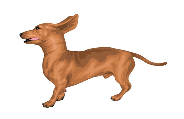 Life-Sized Miniature Dachshund Decal - Cover-Alls Decals