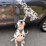 Dalmatian Decals - Cover-Alls Decals