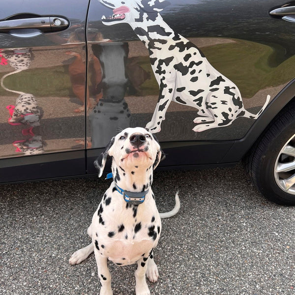Dalmatian Decals - Cover-Alls Decals