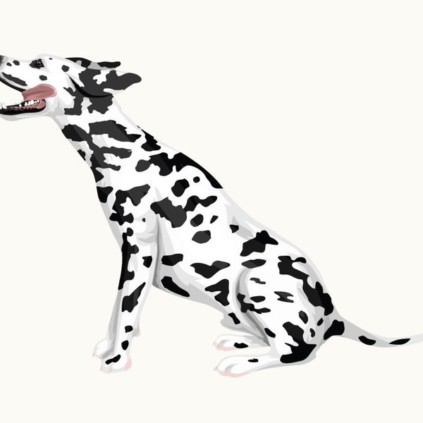 Dalmation - Car Floats Reusable Car Decals