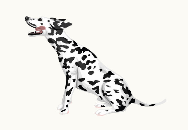 Dalmatian Decals - Cover-Alls Decals