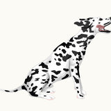 Dalmatian Decals - Cover-Alls Decals