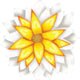 Yellow/White
