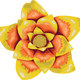 Yellow & Orange