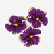 10. One Petunia