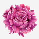 1. Dahlia