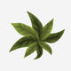 12. Many Leaves/Star