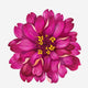 3. Zinnia