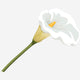  6. Calla Lily 2