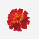 8. Orange Marigold
