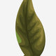 17. Leaf