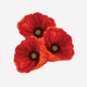 9. One Red Poppy