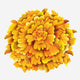 2. Marigold