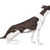 Greyhound Decals - Cover-Alls Decals