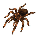 Hairy Tarantula Decal - Cover-Alls Decals