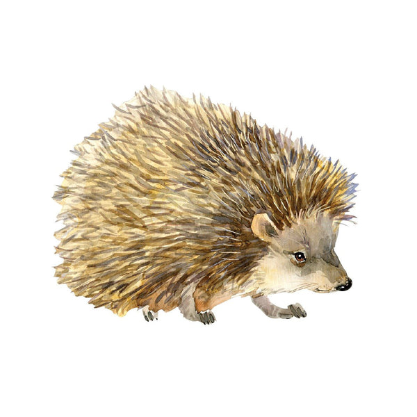 Hedgehog Decal - Car Floats Reusable Car Decals