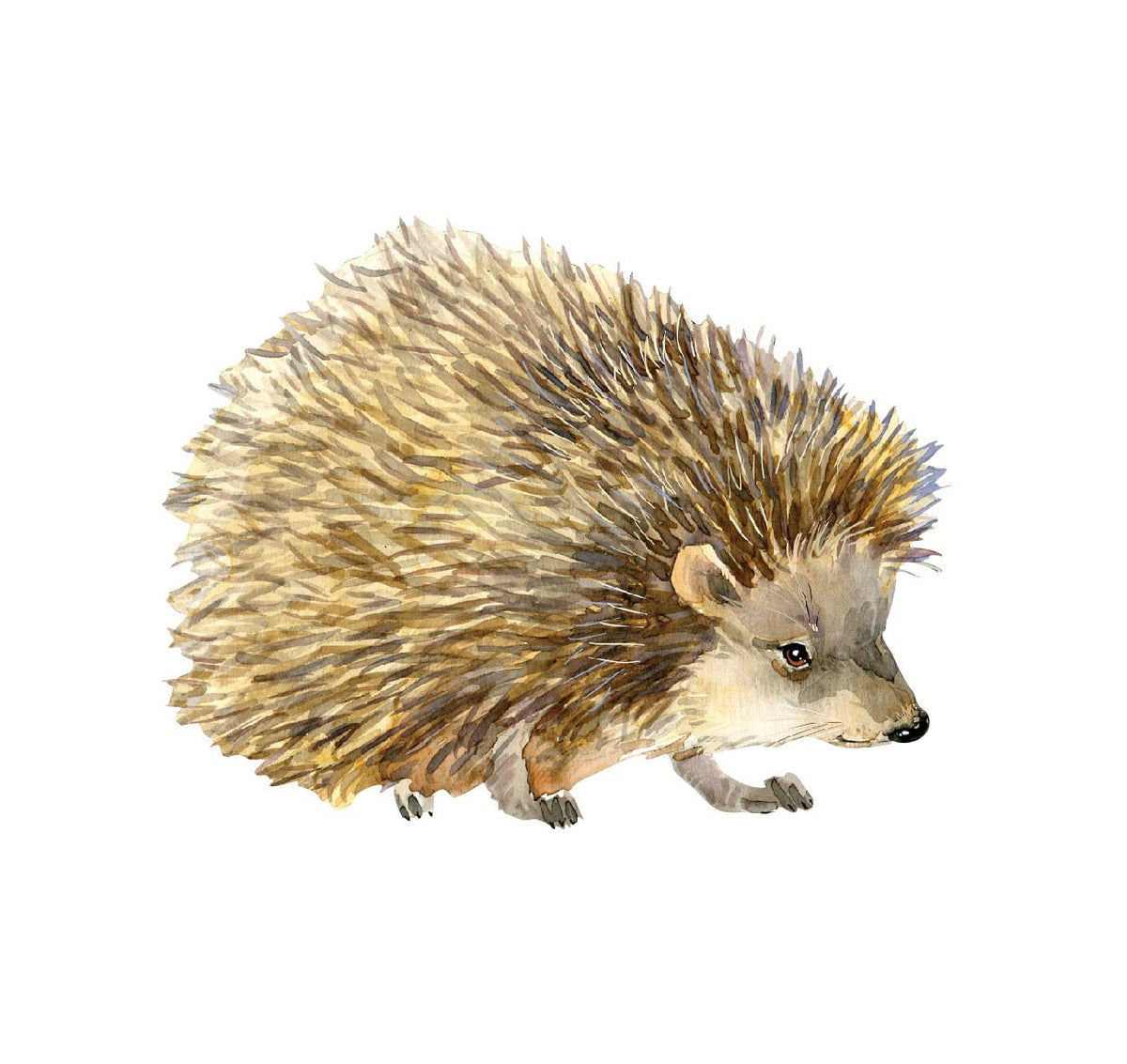 Hedgehog Decal - Cover-Alls Decals
